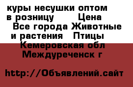 куры несушки.оптом 160 в розницу 200 › Цена ­ 200 - Все города Животные и растения » Птицы   . Кемеровская обл.,Междуреченск г.